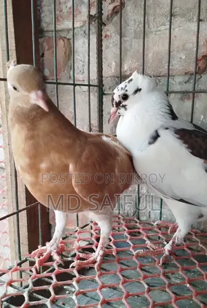 গোলা কবুতরের বাচ্চা