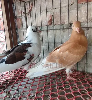 গোলা কবুতরের বাচ্চা