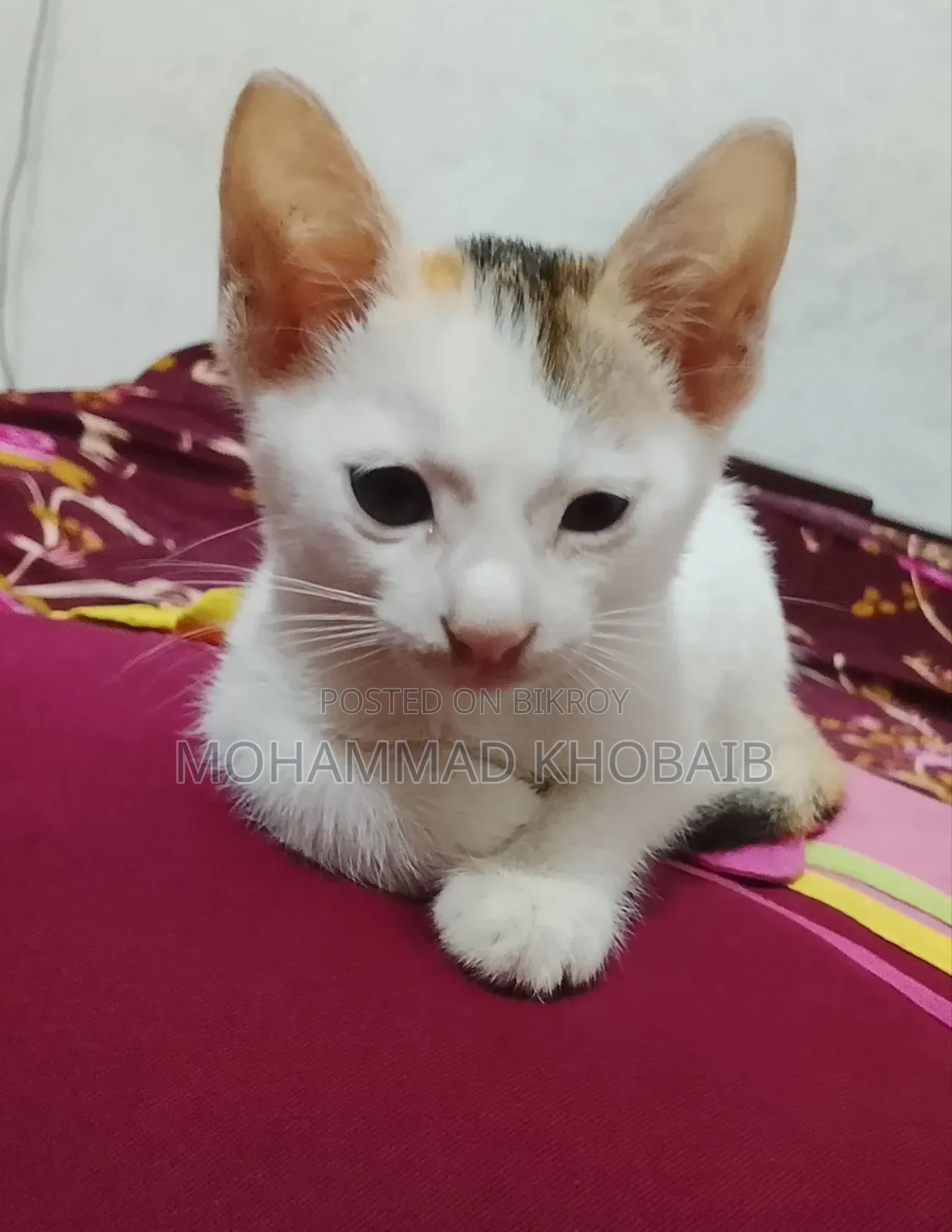 1-3 Months Female Purebred Bengal