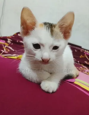 1-3 Months Female Purebred Bengal