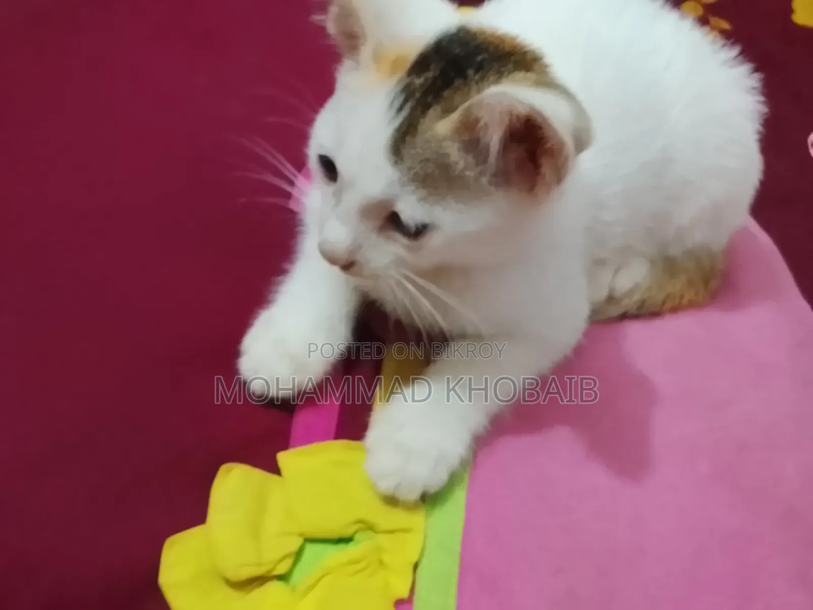 1-3 Months Female Purebred Bengal