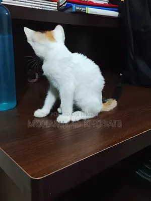 1-3 Months Female Purebred Bengal