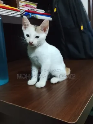 1-3 Months Female Purebred Bengal
