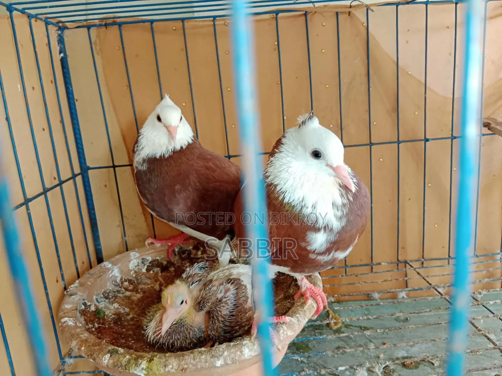 Raj Golla Pigeon