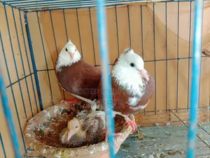 Raj Golla Pigeon