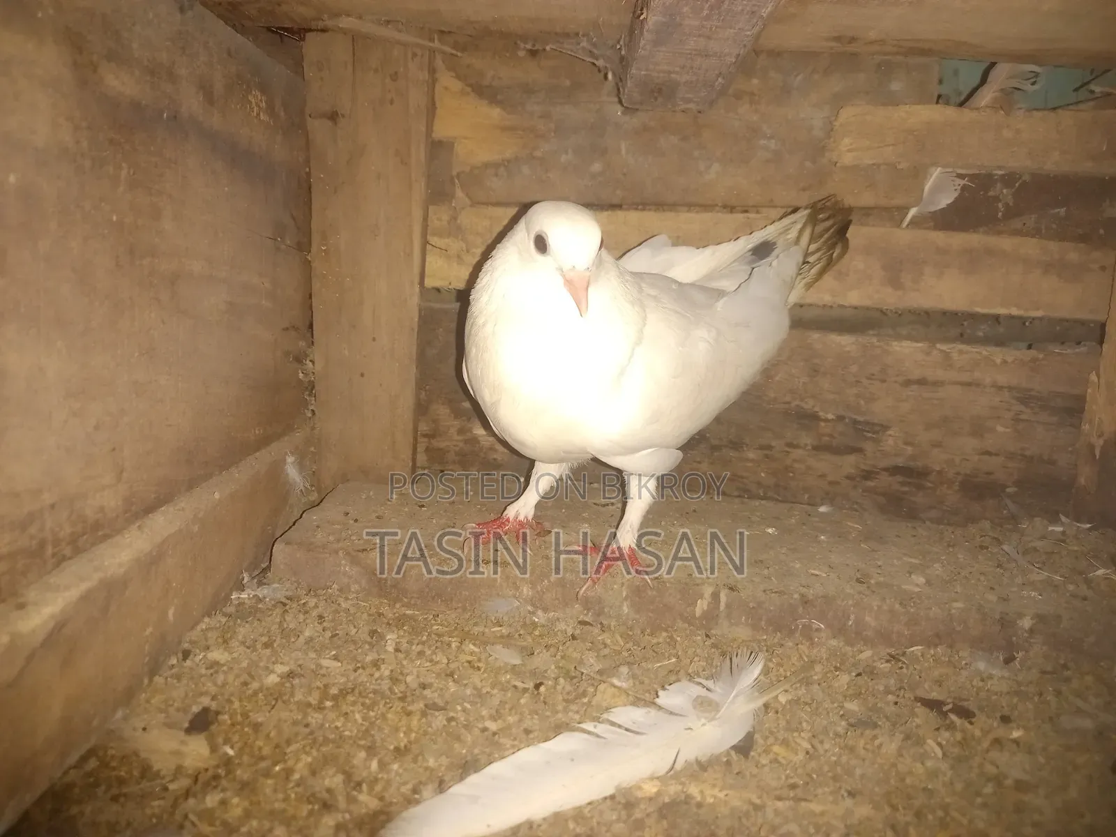 Pigeon For Sale