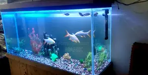 Big Aquarium, Size 5 Feet