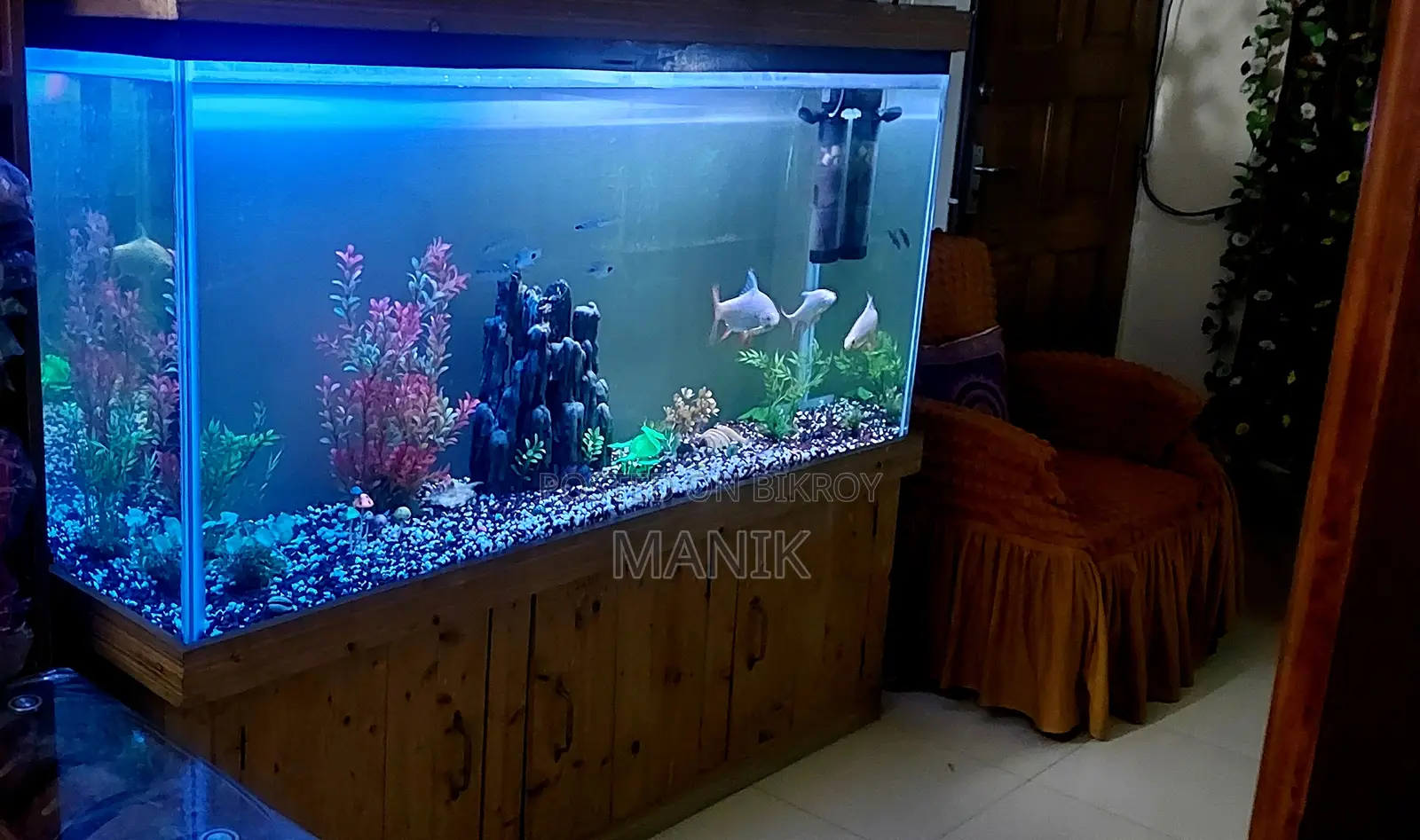 বড় অ্যাকোয়ারিয়াম, সাইজ ৫ ফিট