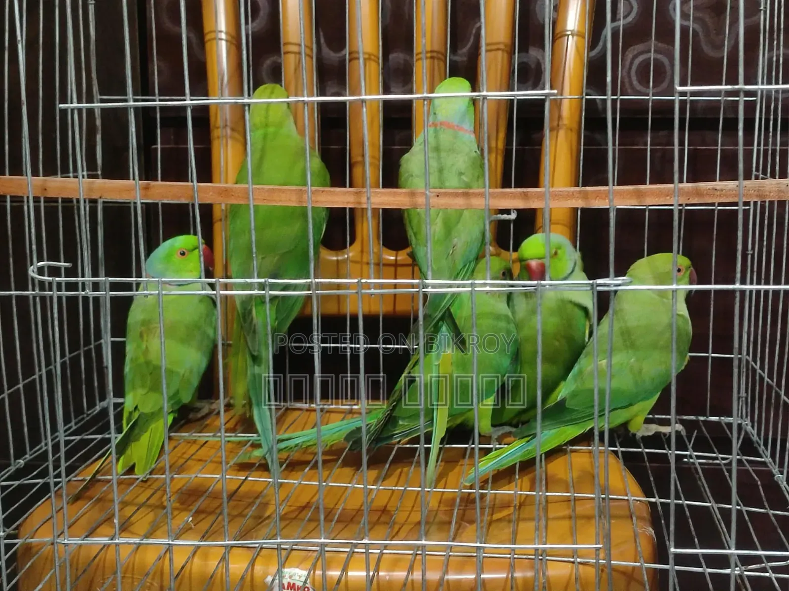 Parrot