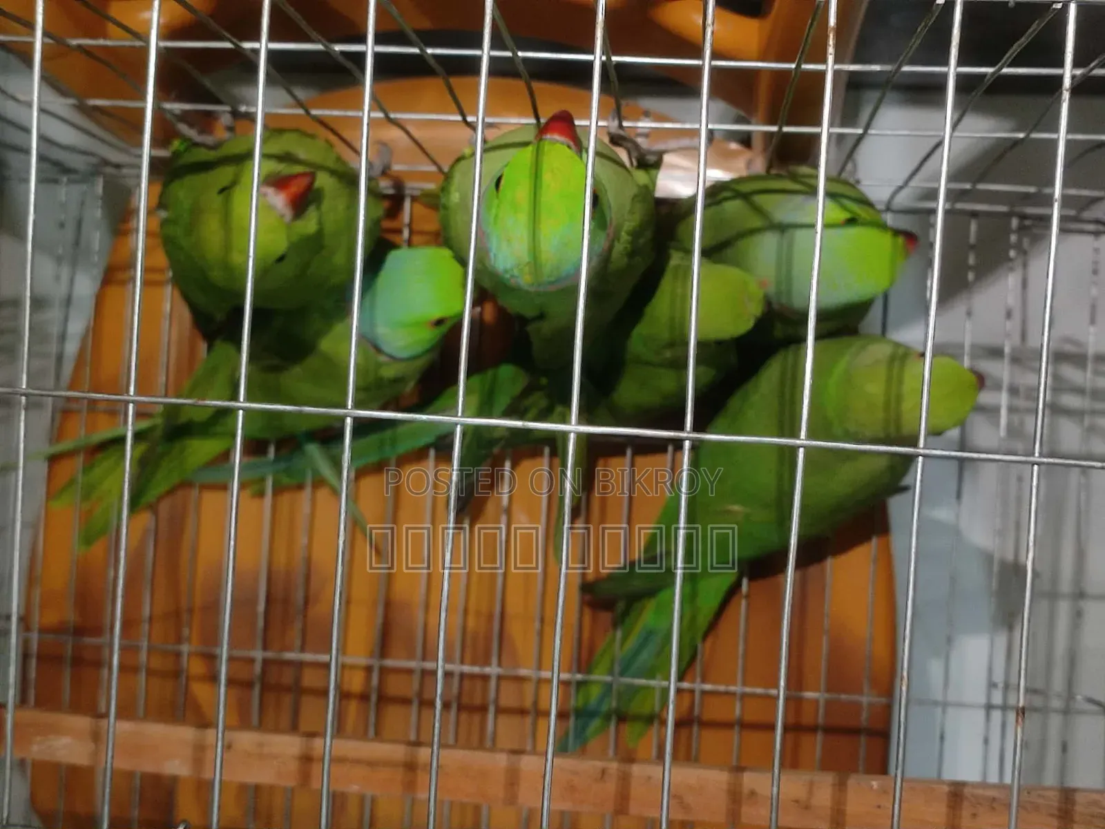 Parrot