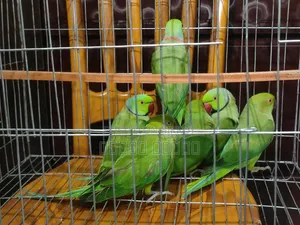 Parrot