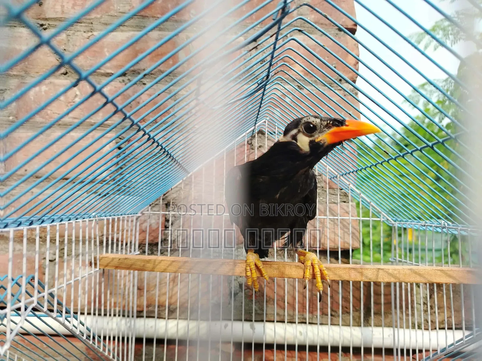 Parrot