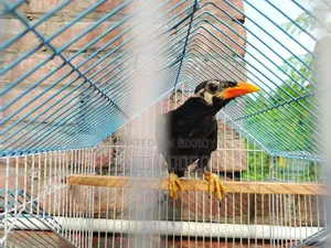 Parrot