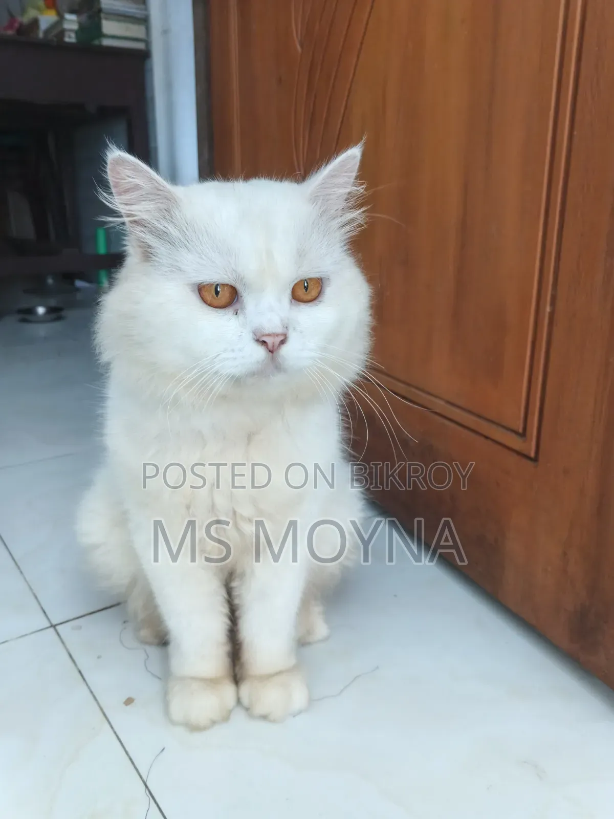 6-12 months Male Purebred Persian Cat