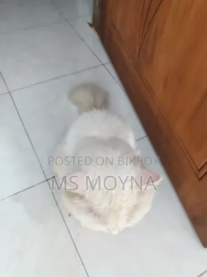 6-12 months Male Purebred Persian Cat