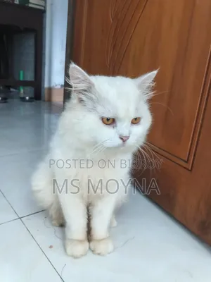 6-12 months Male Purebred Persian Cat