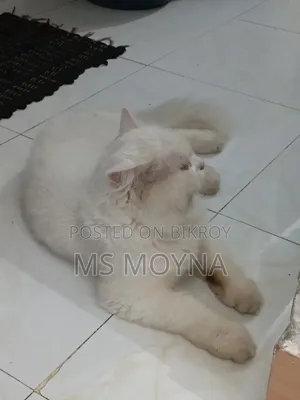 6-12 months Male Purebred Persian Cat