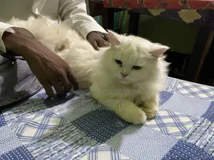 ৩-৬ মাসের স্ত্রী বিশুদ্ধ পার্সি বিড়াল
