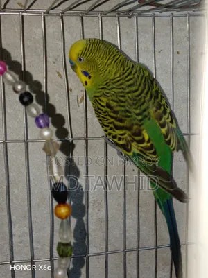 Budgie Breeding Pair