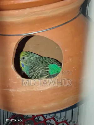 Budgie Breeding Pair