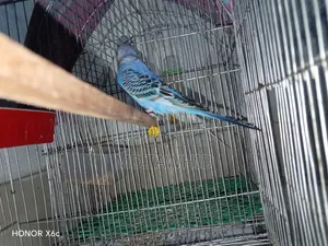 Budgie Breeding Pair