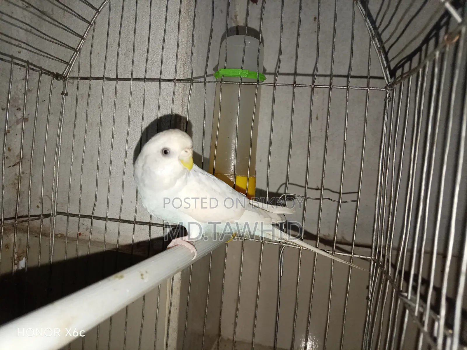 Budgie Breeding Pair