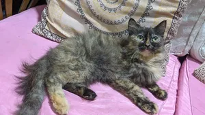 3-6 Months Female Mixed Breed Persian