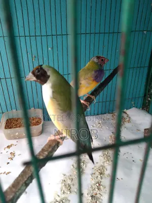 এক জোড়া গোল্ডেন প্রিন্স পাখি বিক্রি হবে