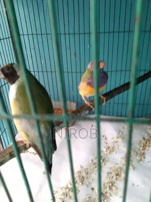এক জোড়া গোল্ডেন প্রিন্স পাখি বিক্রি হবে