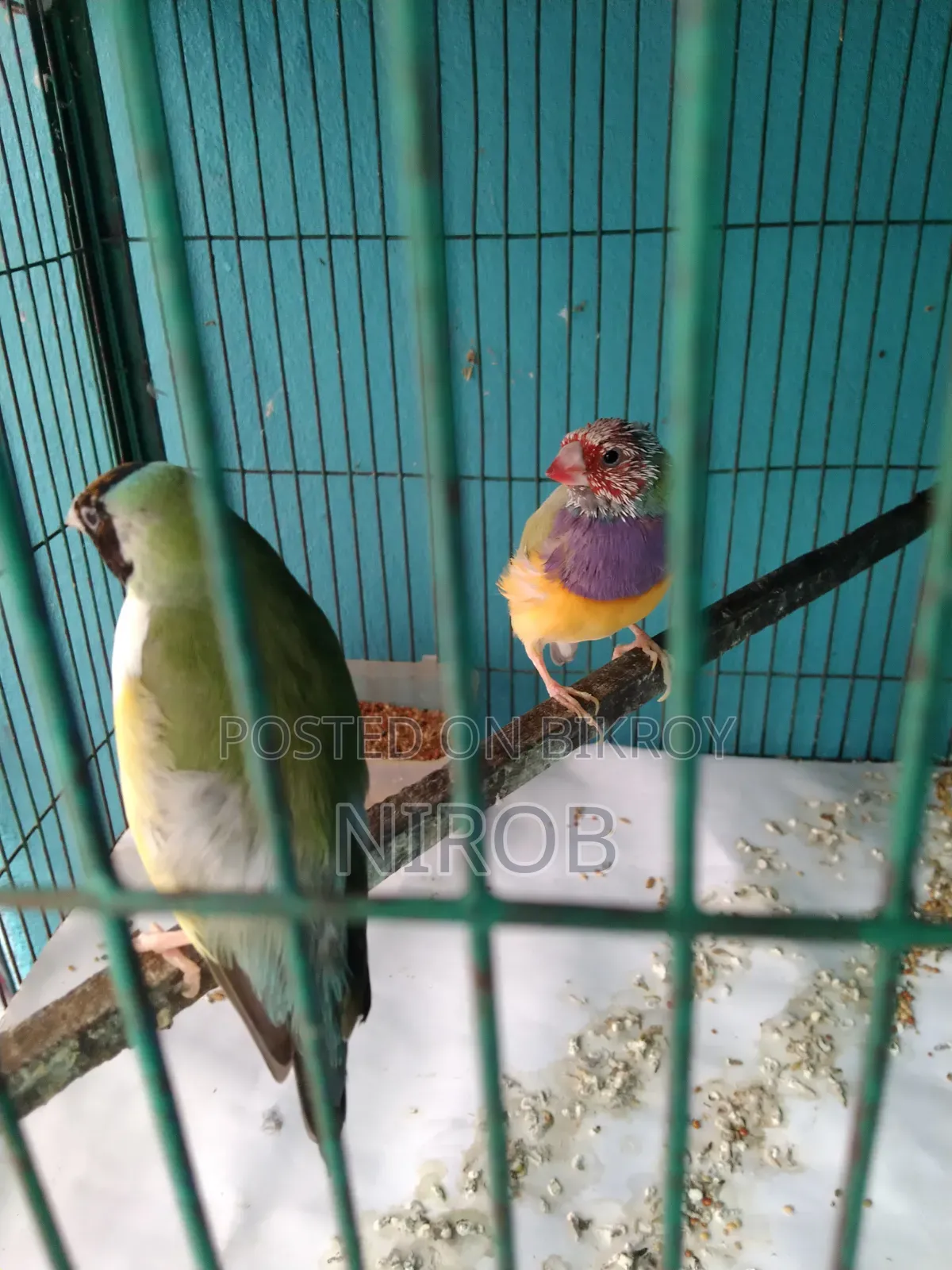 এক জোড়া গোল্ডেন প্রিন্স পাখি বিক্রি হবে