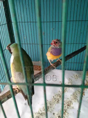 এক জোড়া গোল্ডেন প্রিন্স পাখি বিক্রি হবে