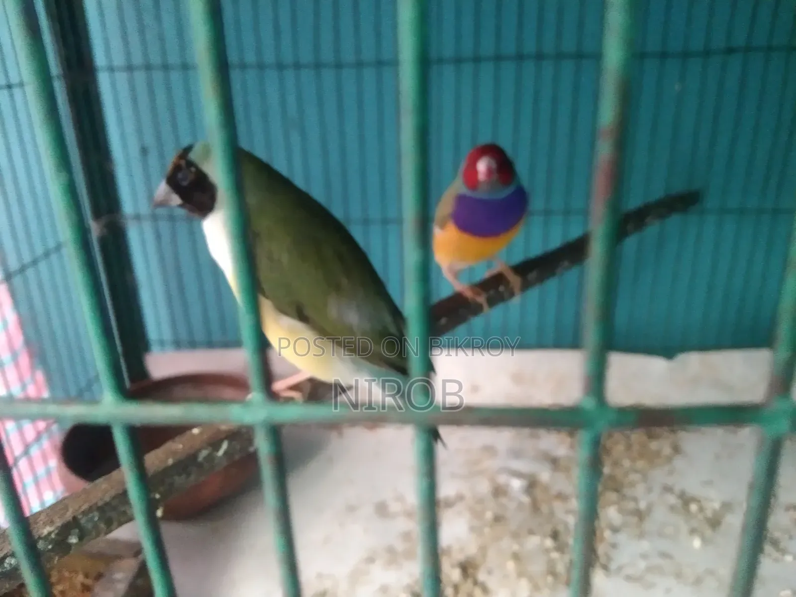এক জোড়া গোল্ডেন প্রিন্স পাখি বিক্রি হবে