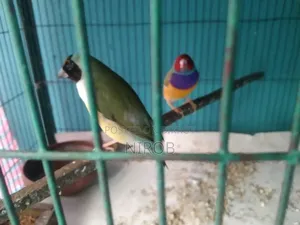 এক জোড়া গোল্ডেন প্রিন্স পাখি বিক্রি হবে
