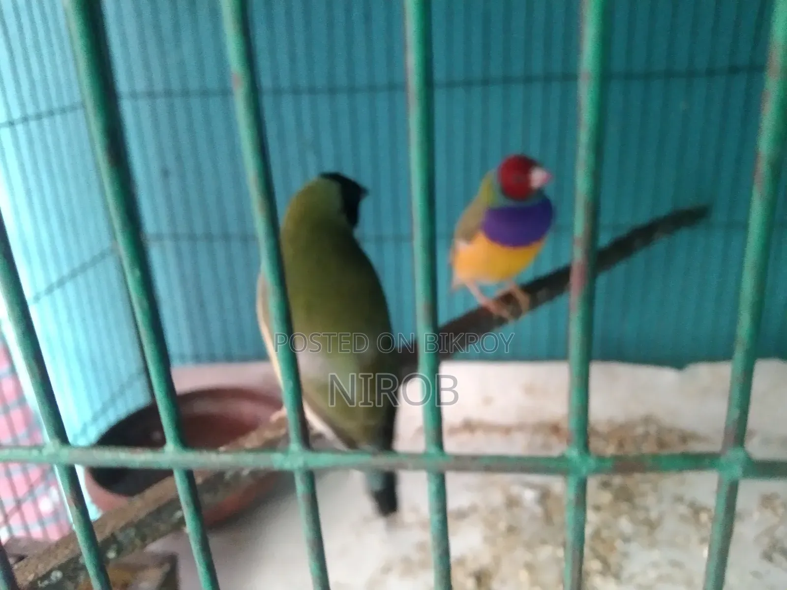 এক জোড়া গোল্ডেন প্রিন্স পাখি বিক্রি হবে