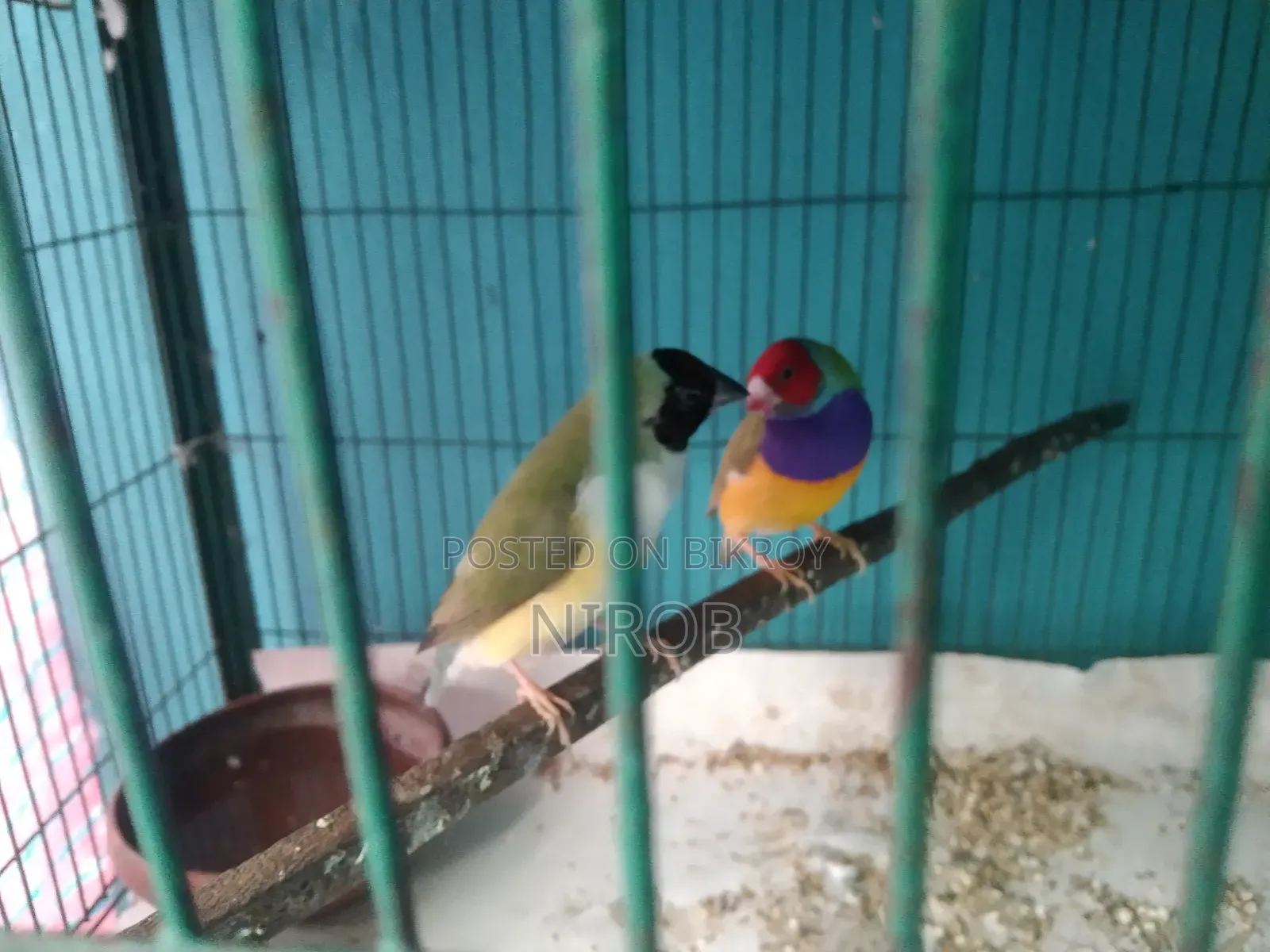 এক জোড়া গোল্ডেন প্রিন্স পাখি বিক্রি হবে