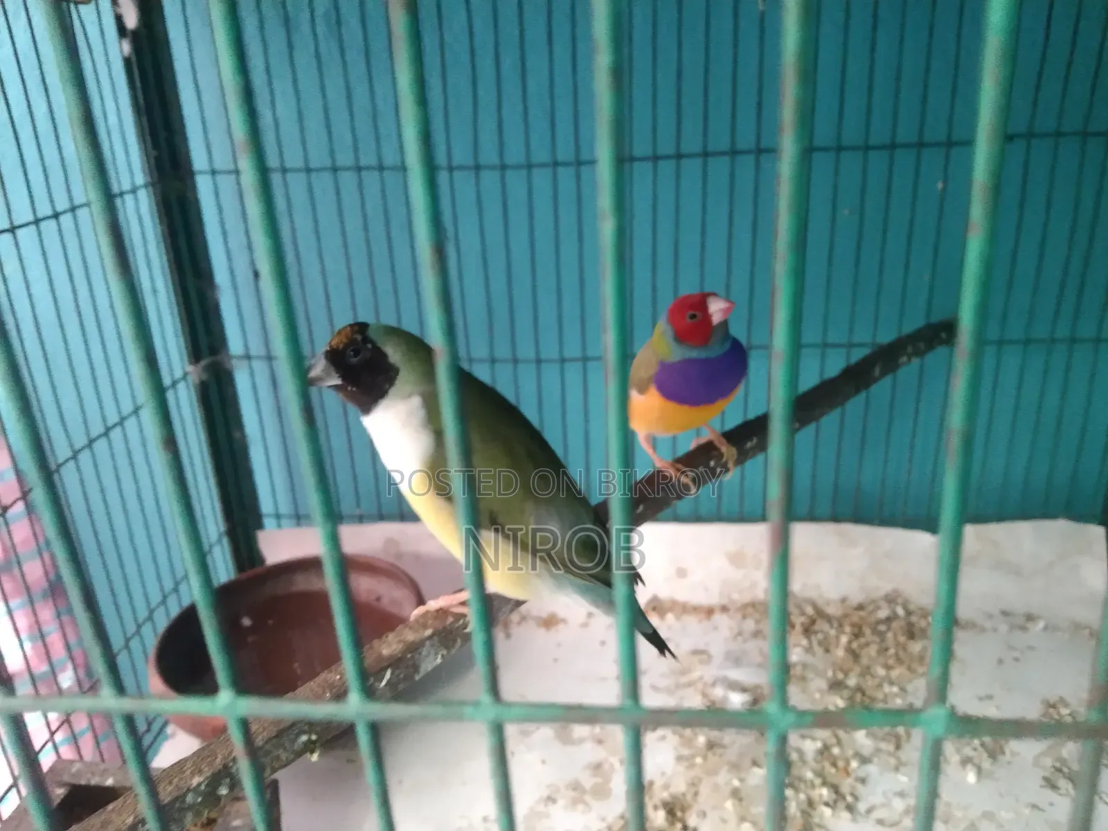 এক জোড়া গোল্ডেন প্রিন্স পাখি বিক্রি হবে