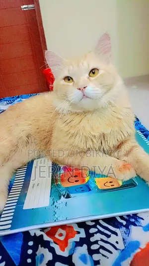 ১+ বছরের পুরুষ পিওরব্রেড পার্সিয়ান