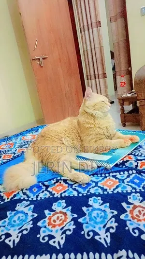 ১+ বছরের পুরুষ পিওরব্রেড পার্সিয়ান