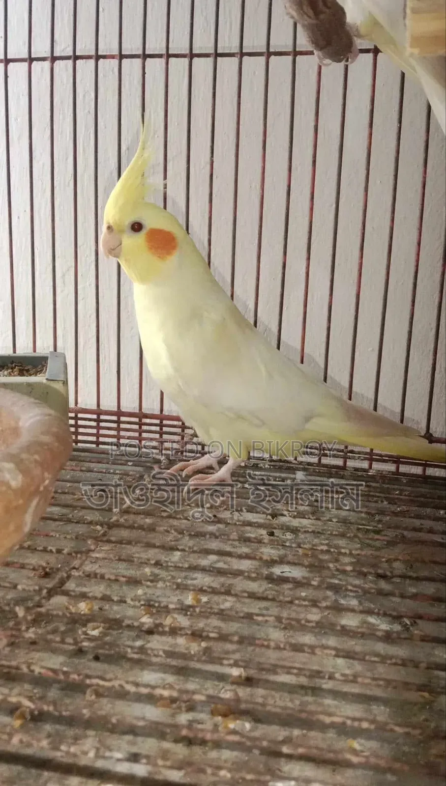 Light Pearl Cockatiel