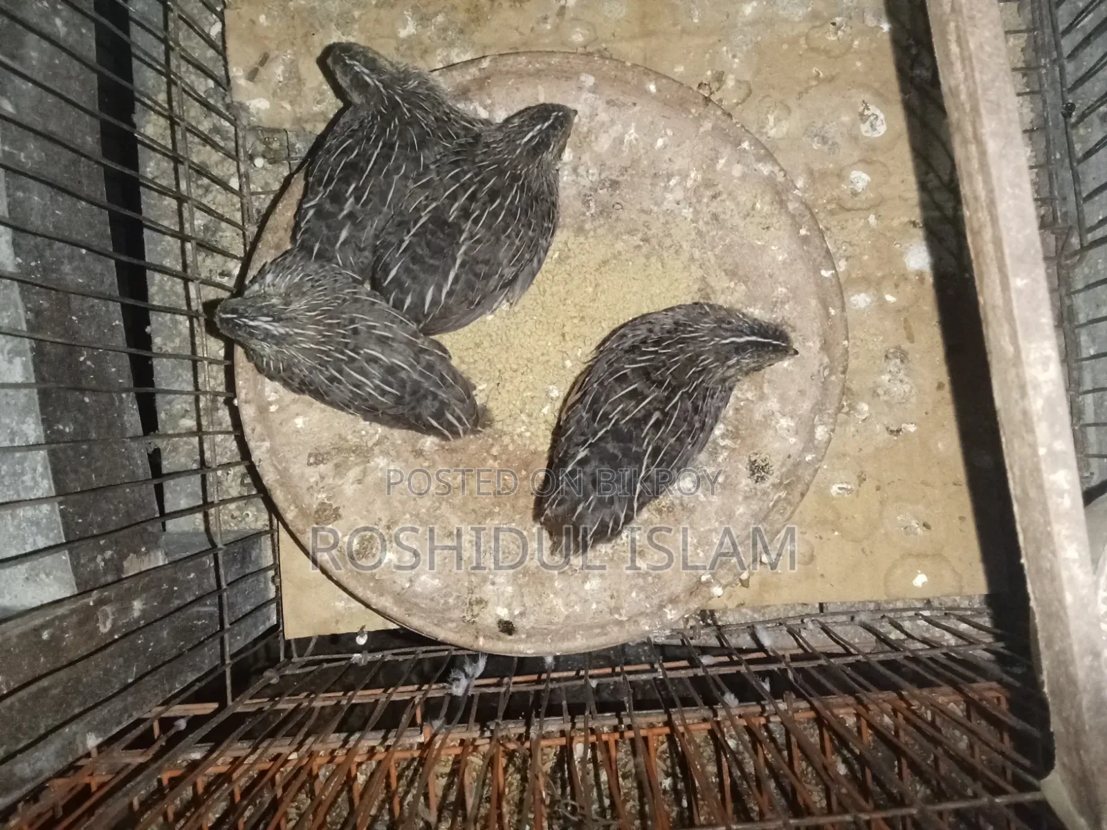 কিং কোয়েল বাচ্চা