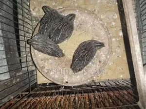 কিং কোয়েল বাচ্চা