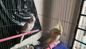 Running Cockatiel