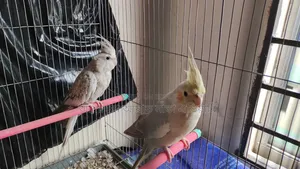 Running Cockatiel