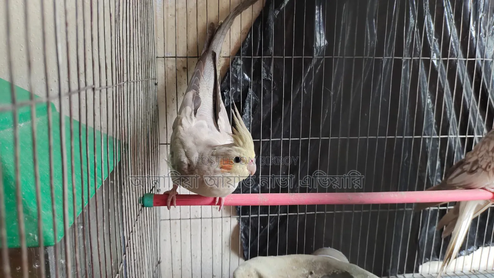 Running Cockatiel