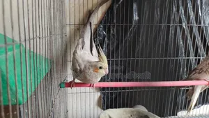 Running Cockatiel
