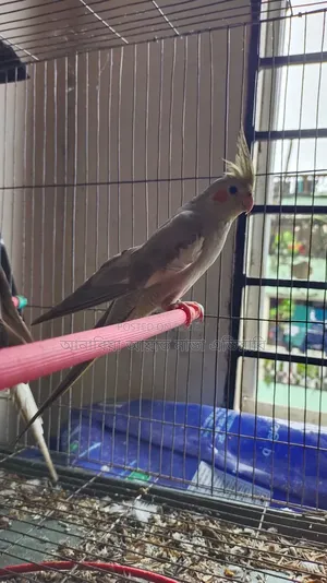 Running Cockatiel
