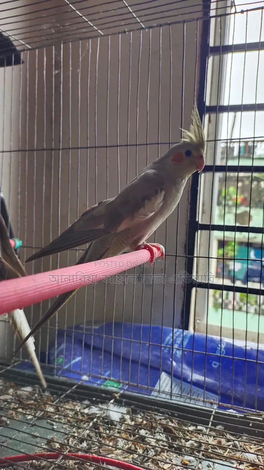Running Cockatiel
