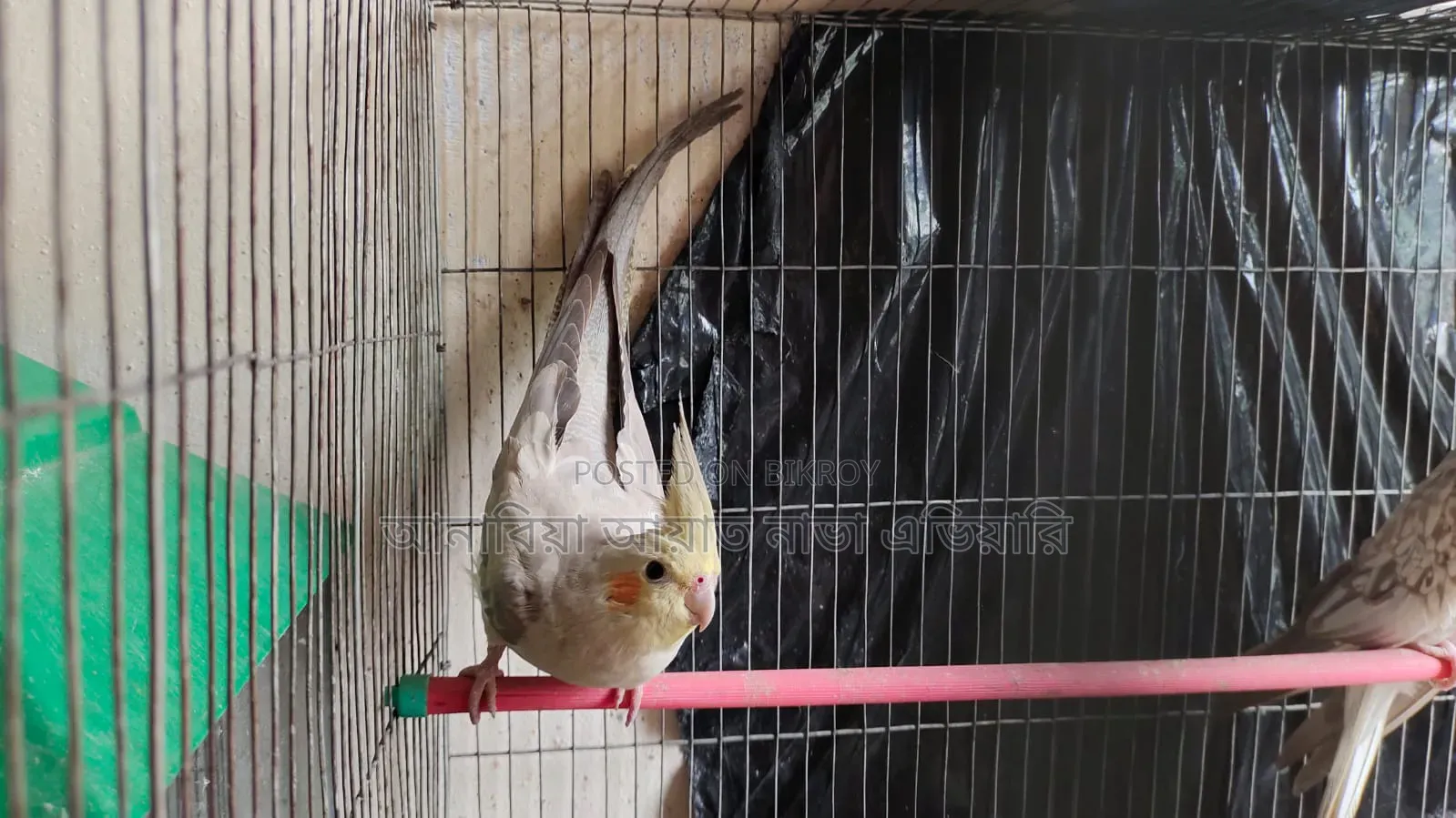Running Cockatiel