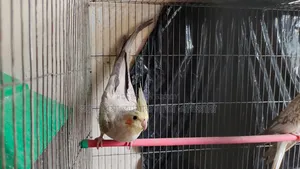 Running Cockatiel