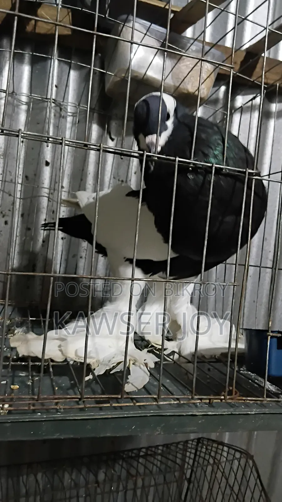 Very Good Healthy Strong, Macaw Portal Cock,